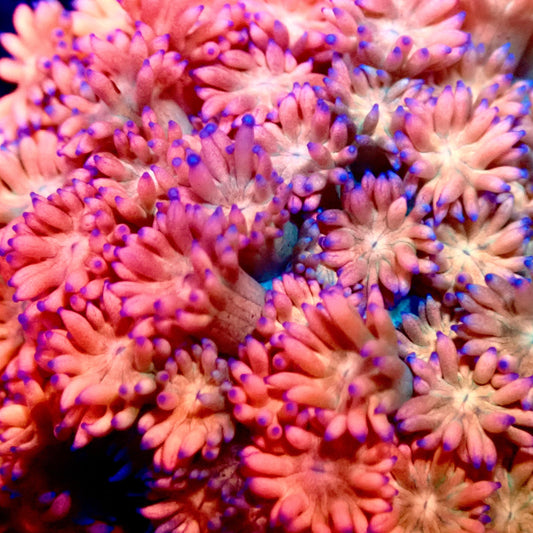 Ultra Rainbow Goni 0.75”-1" Frag A2