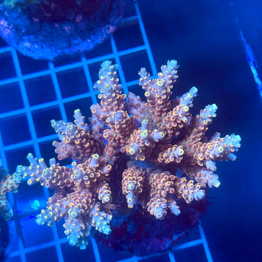 (WYSIWYG) Acropora Colony F13