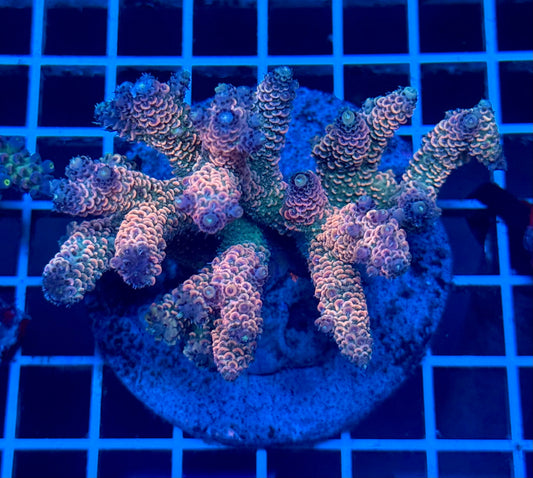 (WYSIWYG) Acropora Colony T2B7