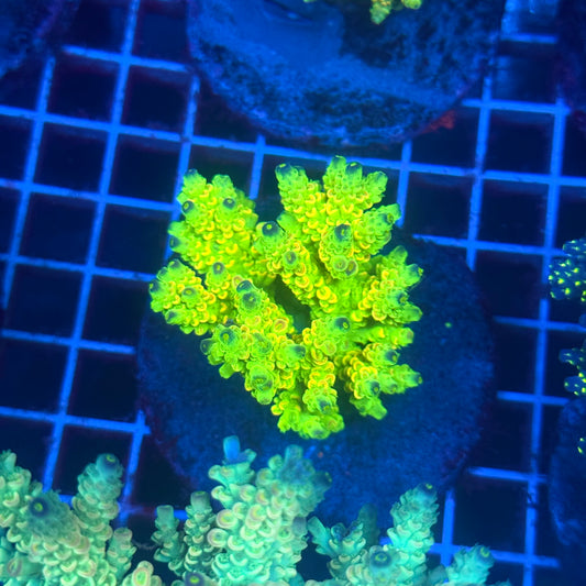 (WYSIWYG) Acropora Colony T3H2
