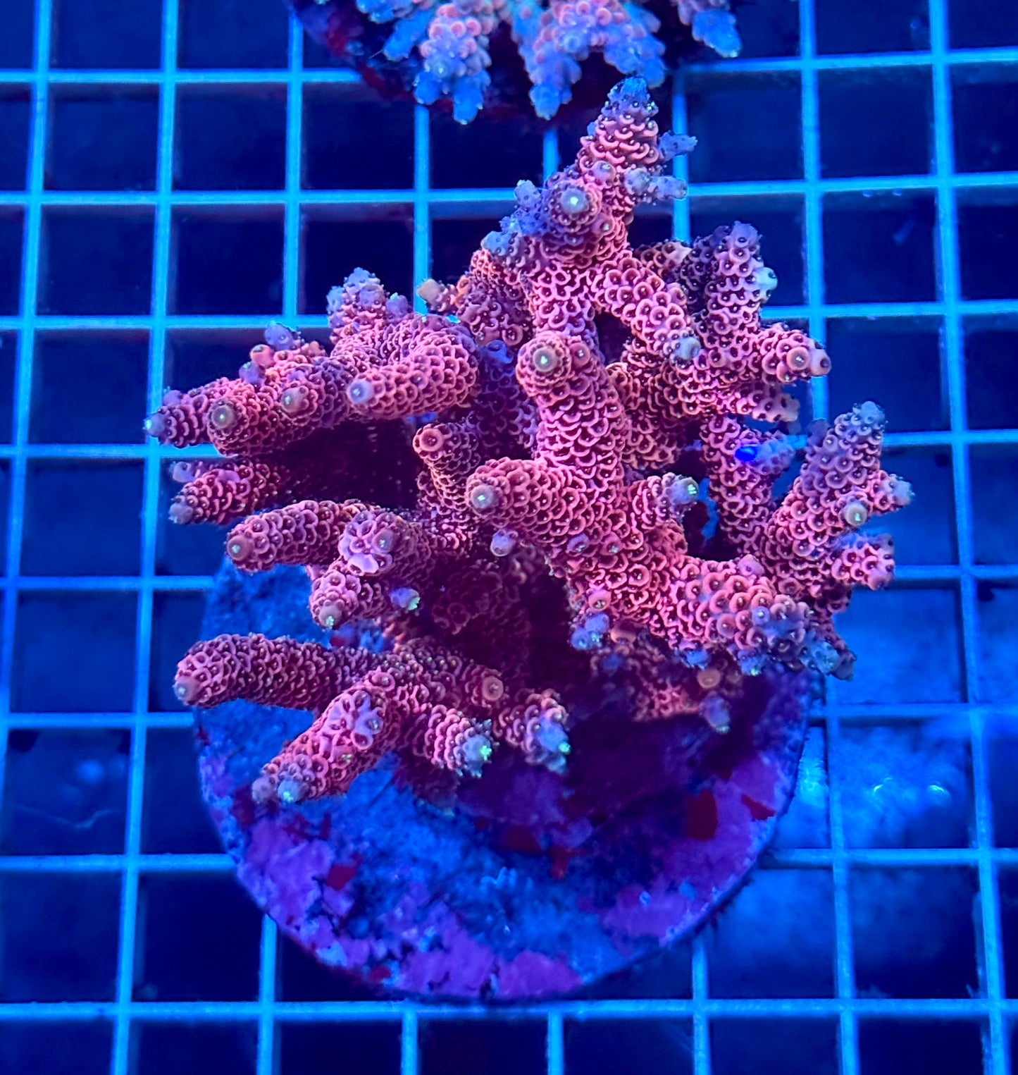 (WYSIWYG) Acropora Colony T1D5