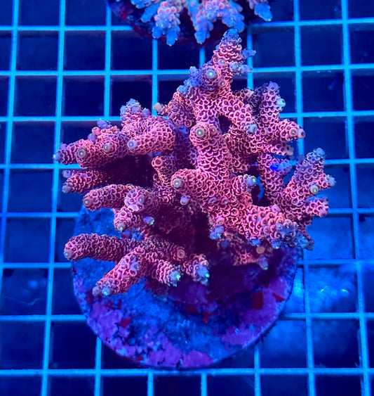 (WYSIWYG) Acropora Colony T1D5
