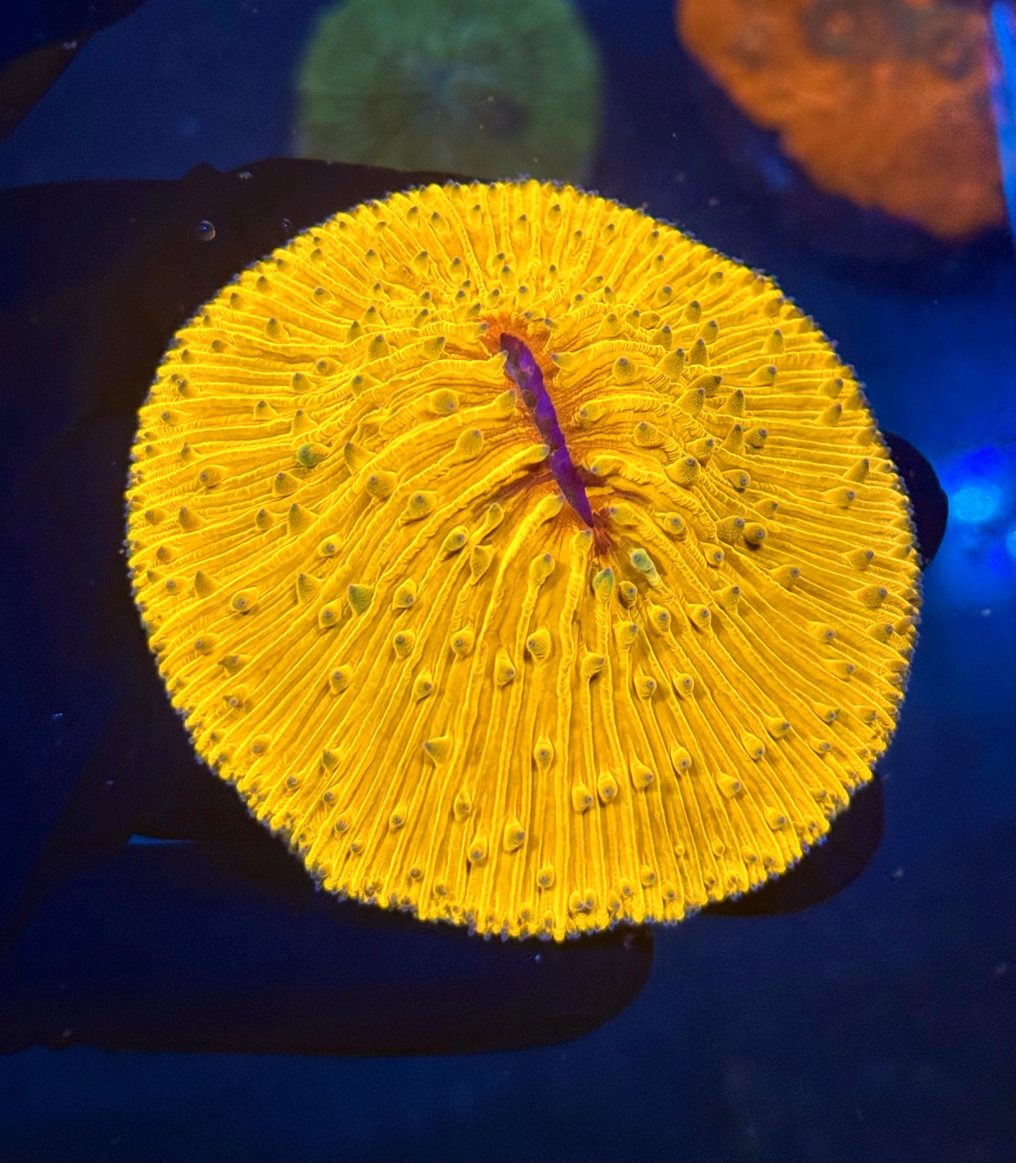 (WYSIWYG) Orange Fungia Plate
