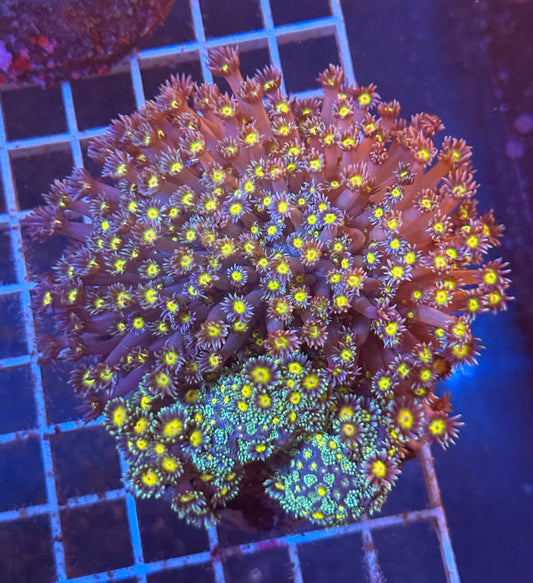 (WYSIWYG) Goni Colony R2T1D1