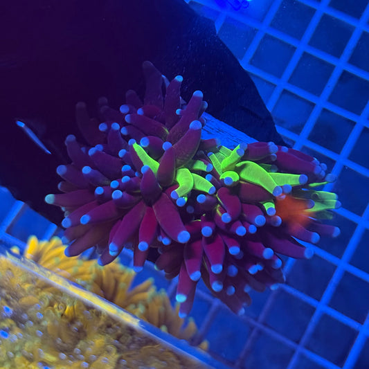 (WYSIWYG) Grafted HG Torch