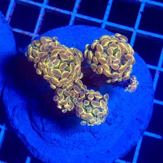 (WYSIWYG) Hologram Branch Hammer Colony A2