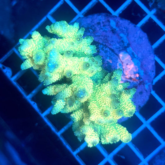 (WYSIWYG) Acropora Colony G1
