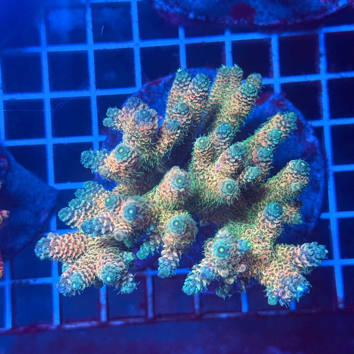 (WYSIWYG) Acropora Colony T3L6