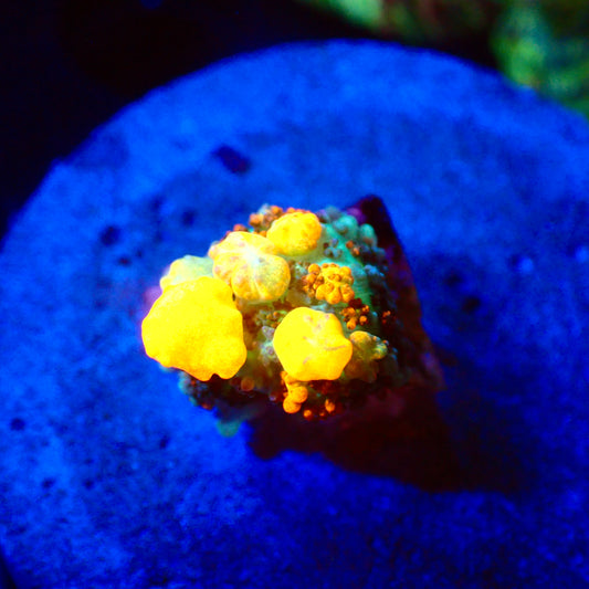 OG Bounce Mushroom B3