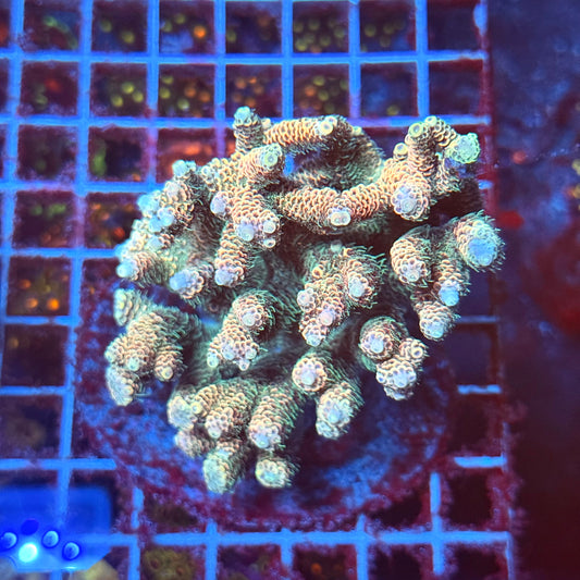 (WYSIWYG) Acropora Colony T3I6