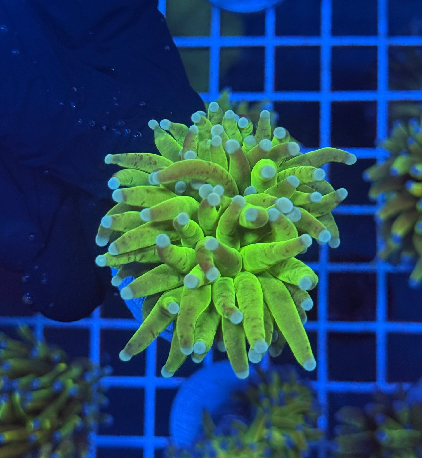 (WYSIWYG) Grafted Glitter Torch B3