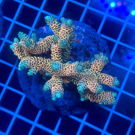 (WYSIWYG) Acropora Colony F9