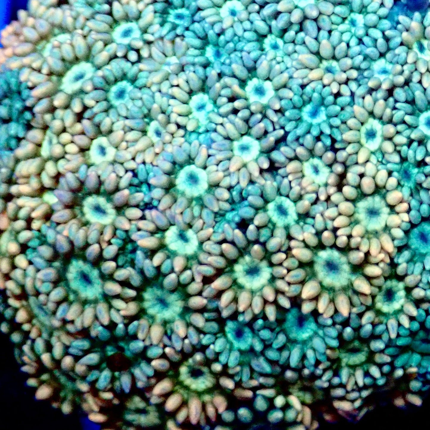 Ultra Rainbow Goni 0.75”-1" Frag A9