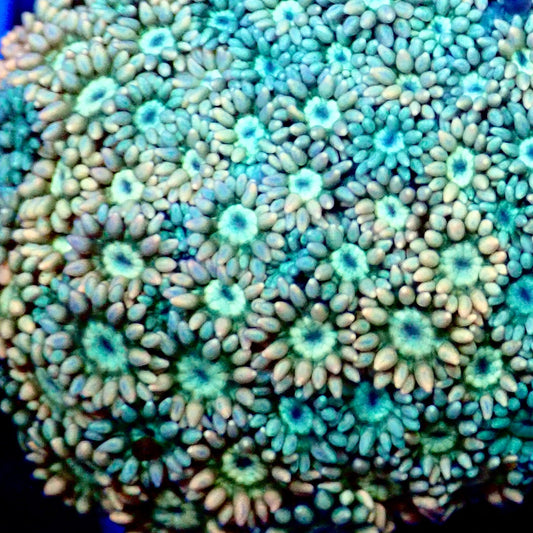 Ultra Rainbow Goni 0.75”-1" Frag A9