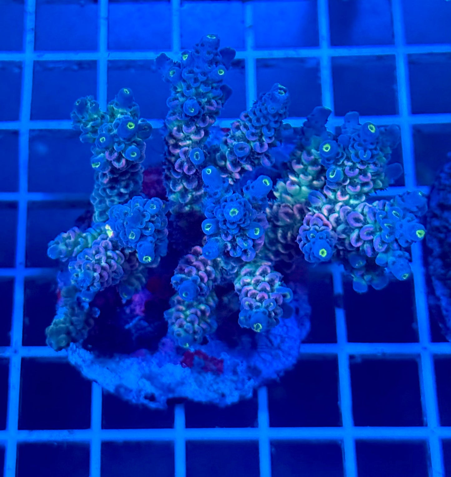 (WYSIWYG) Acropora Colony T2A7