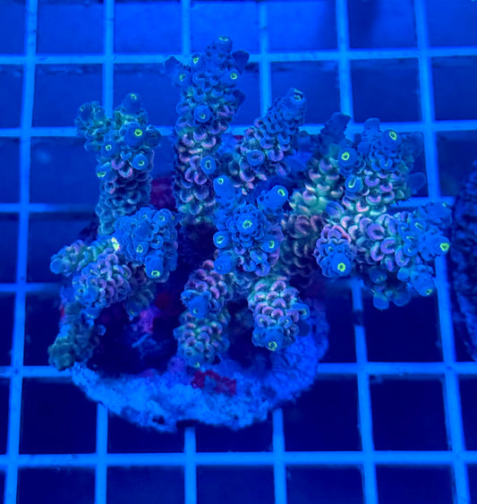 (WYSIWYG) Acropora Colony T2A7