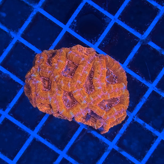 (WYSIWYG) Rainbow Acan Colony