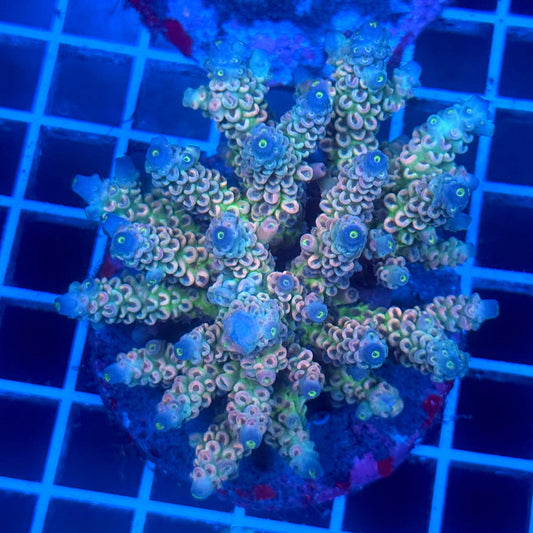 (WYSIWYG) Acropora Colony B5
