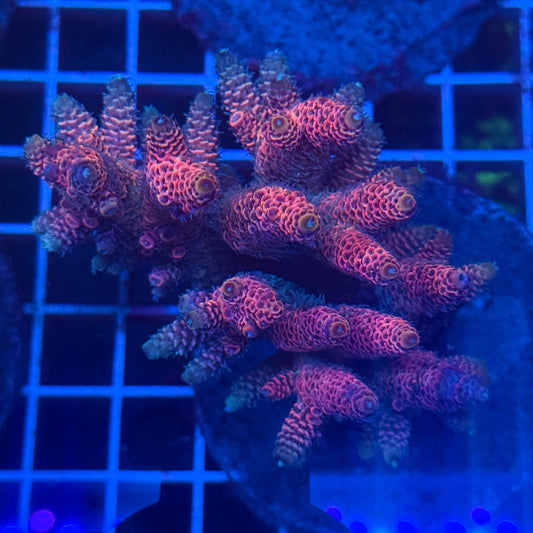 (WYSIWYG) Acropora Colony T3I4