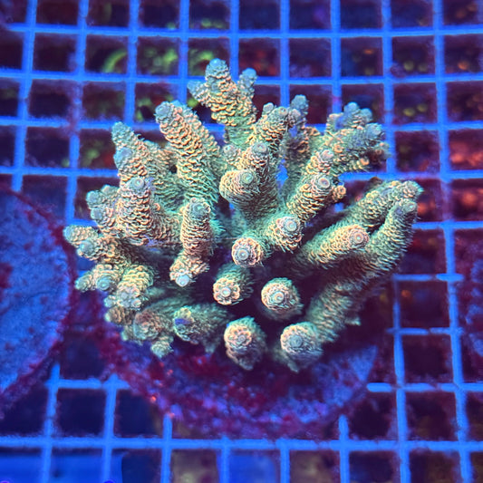 (WYSIWYG) Acropora Colony T3I5