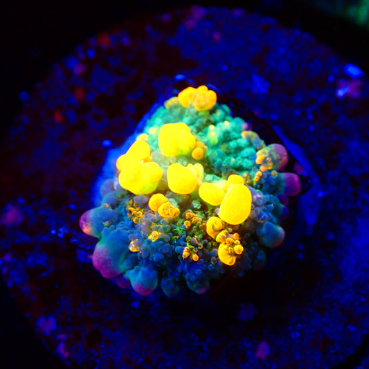 OG Bounce Mushroom A3