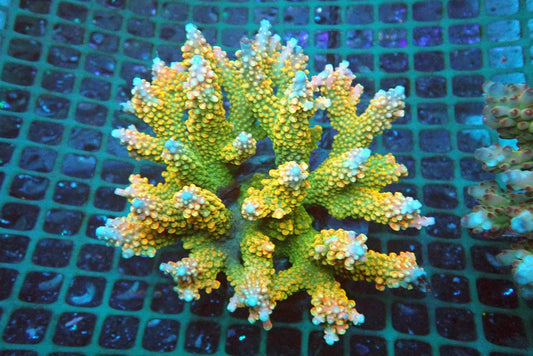 5 (WYSIWYG) Acropora