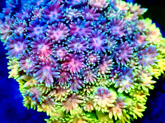 Ultra Rainbow Goni 0.75”-1" Frag A6