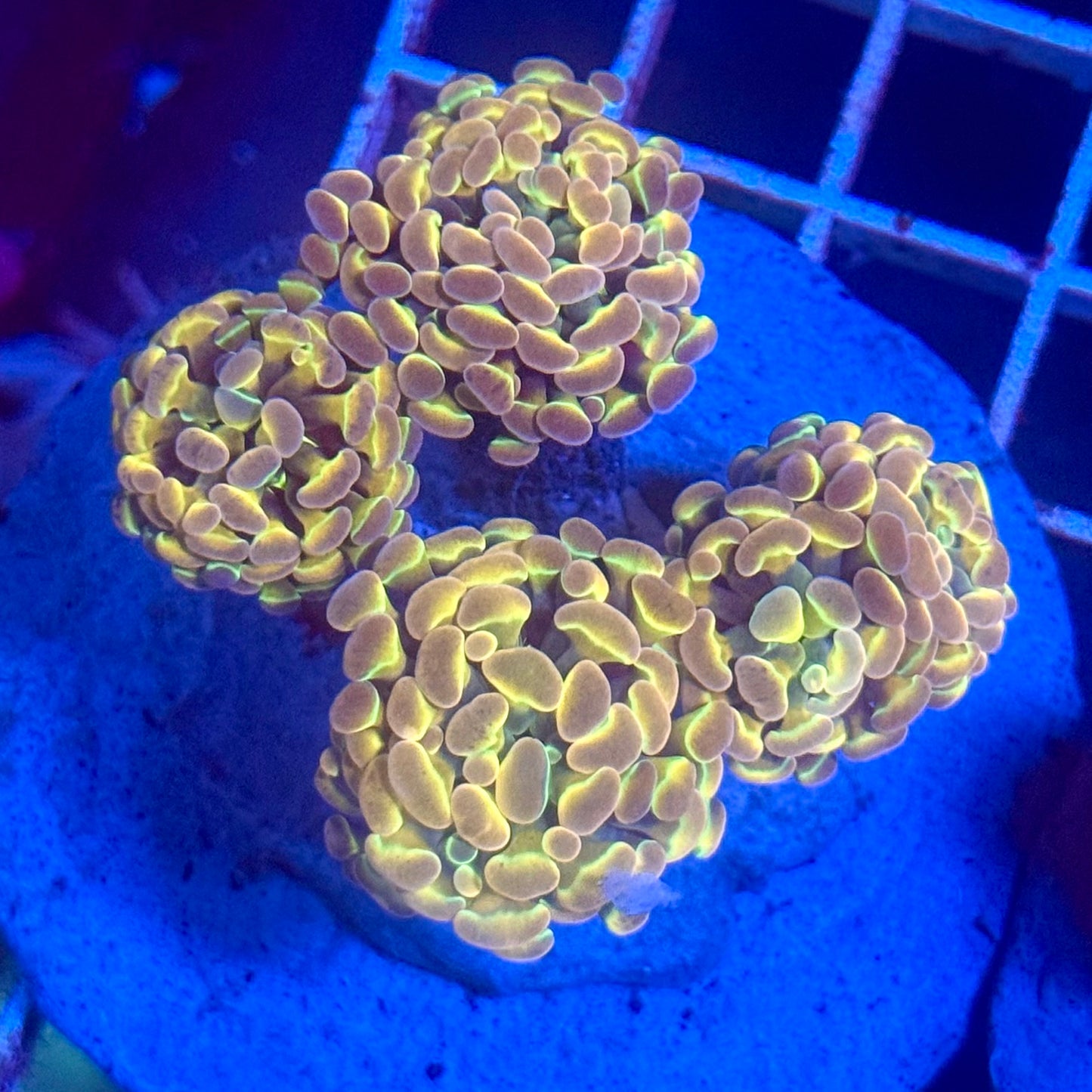 (WYSIWYG) Hologram Branch Hammer Colony A1