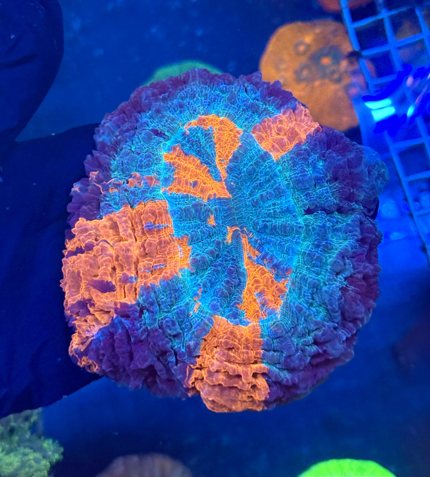 (WYSIWYG) Fire & Ice Acantho