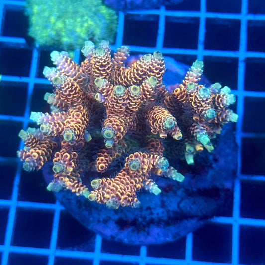 (WYSIWYG) Acropora Colony C7