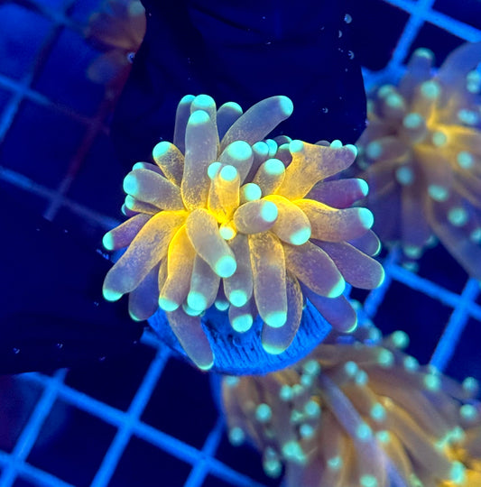 (WYSIWYG) Tiger-Type Torch C2