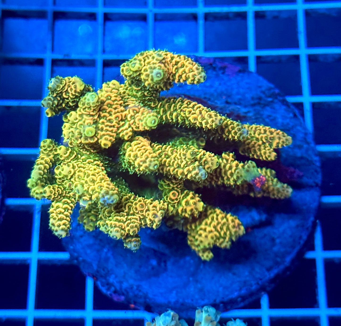 (WYSIWYG) Acropora Colony T2A9