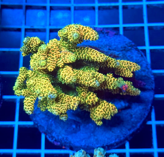 (WYSIWYG) Acropora Colony T2A9
