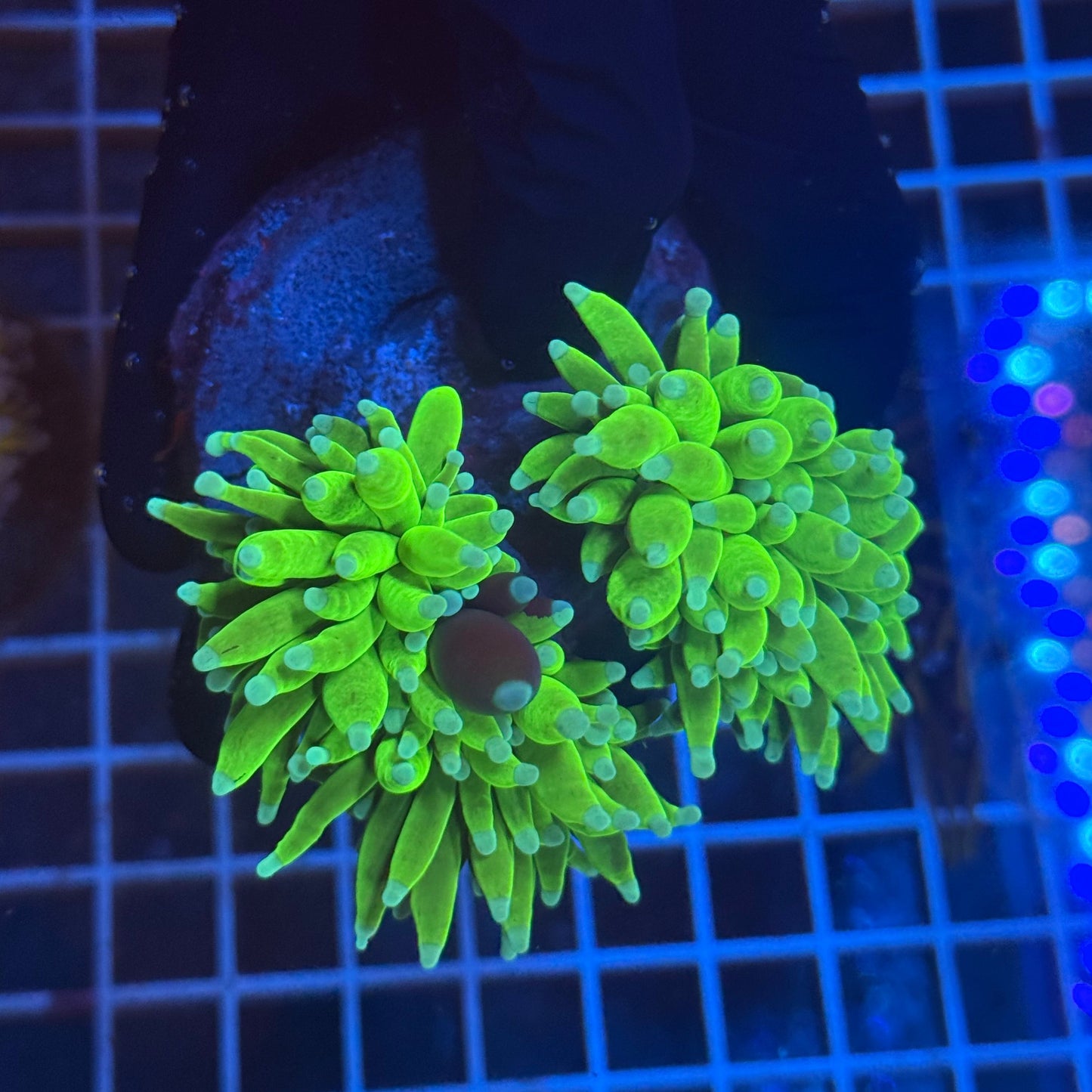 (WYSIWYG) Grafted HG Torch A1 (2 Heads) Extra Fat Tentacles