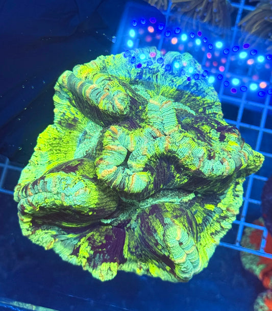 (WYSIWYG) Toxic Trachy A1