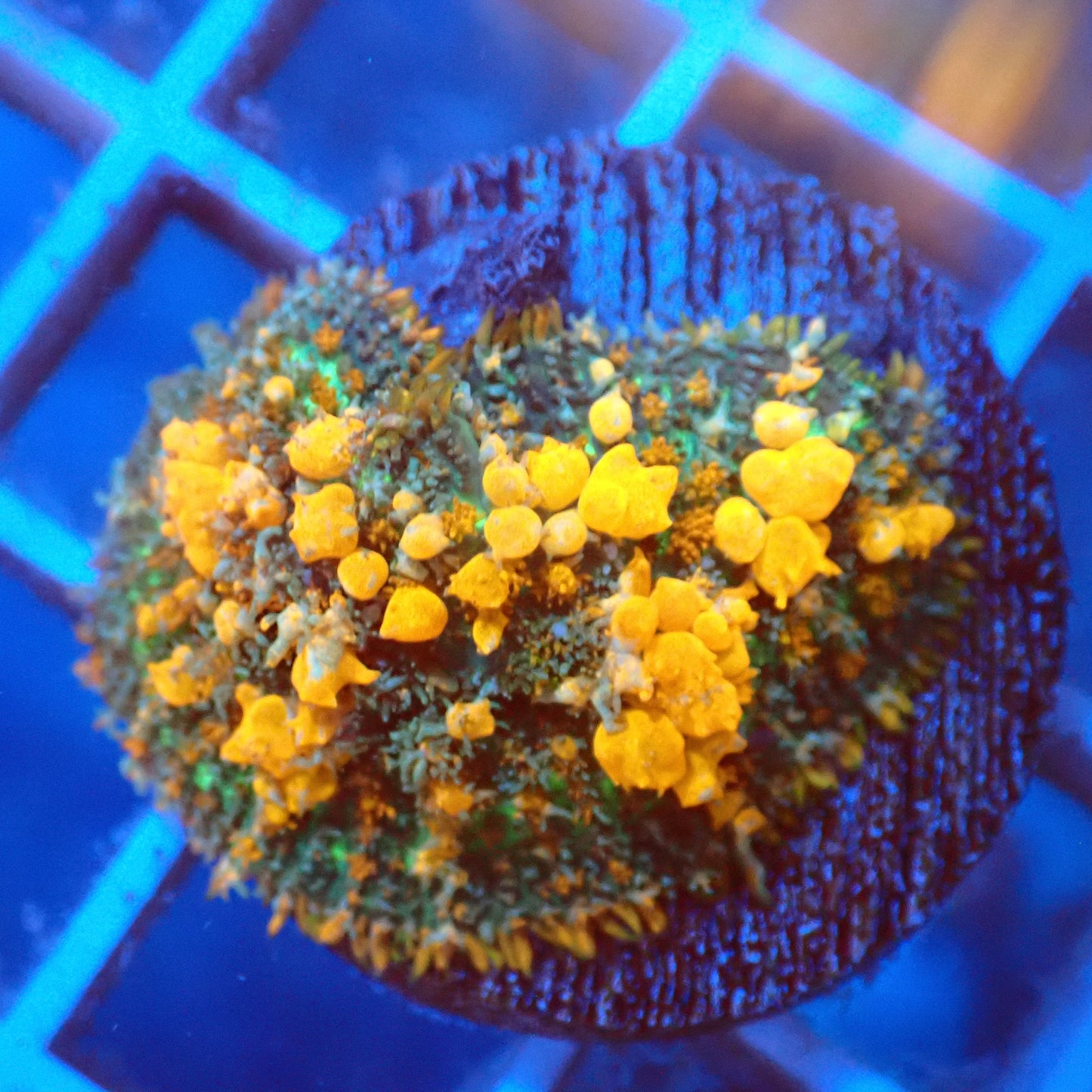(WYSIWYG) Sunkist Bounce Mushroom