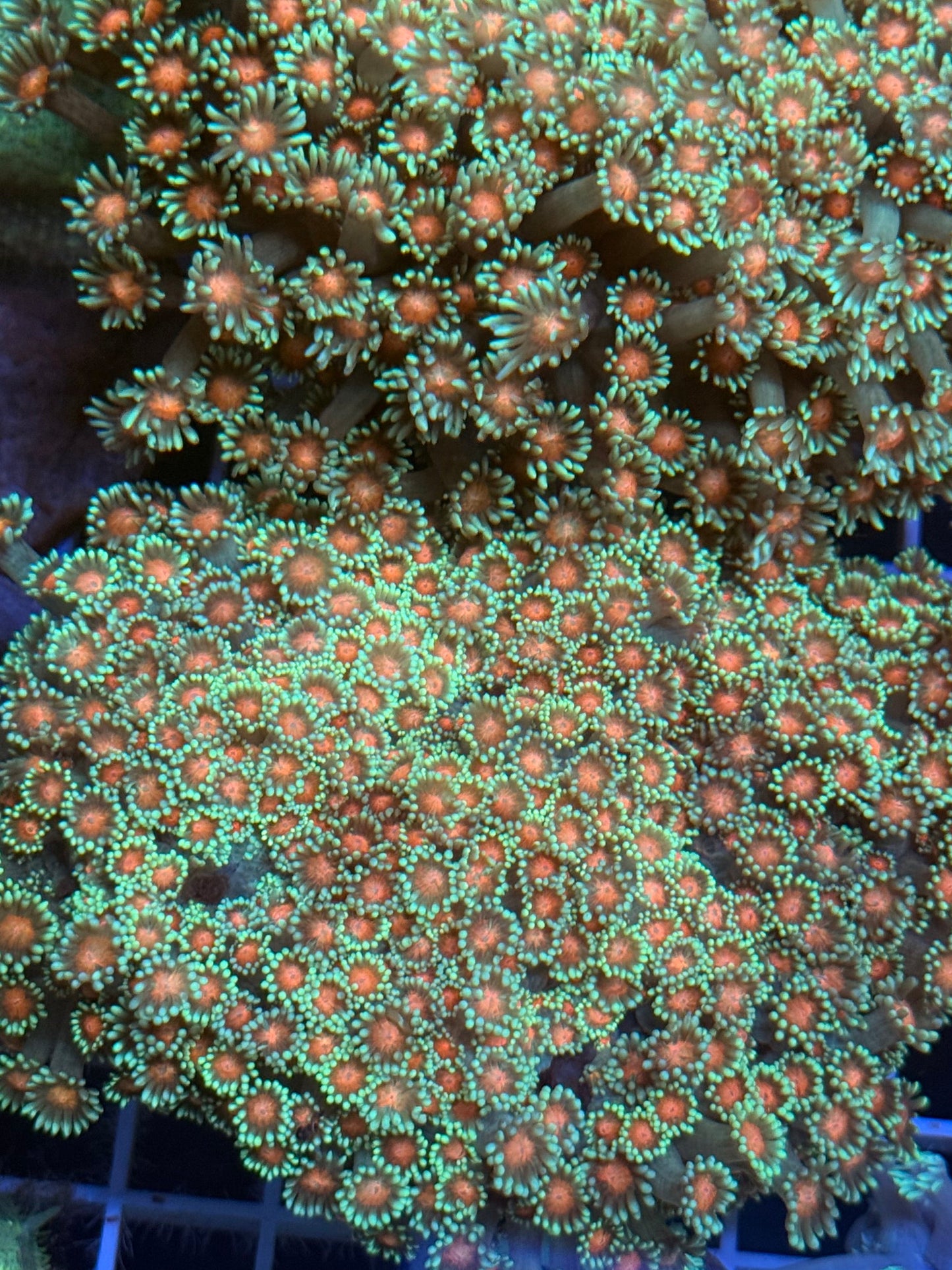 (WYSIWYG) Sakura Goni Colony XXXL (20+ Frags)