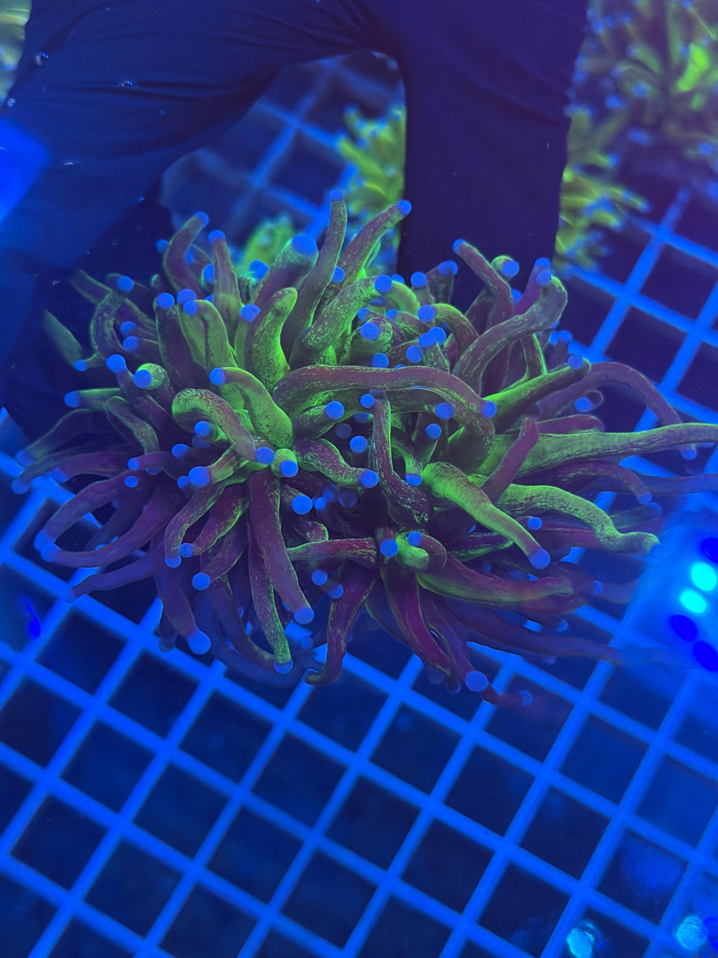 (WYSIWYG) Grafted Glitter Torch D2 (Splitting)