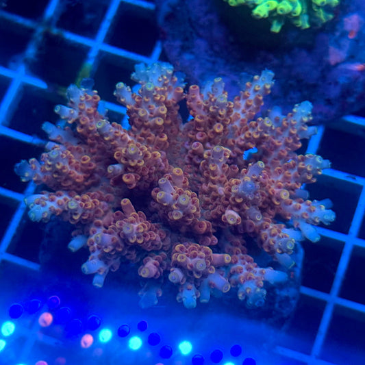 (WYSIWYG) Acropora Colony E4