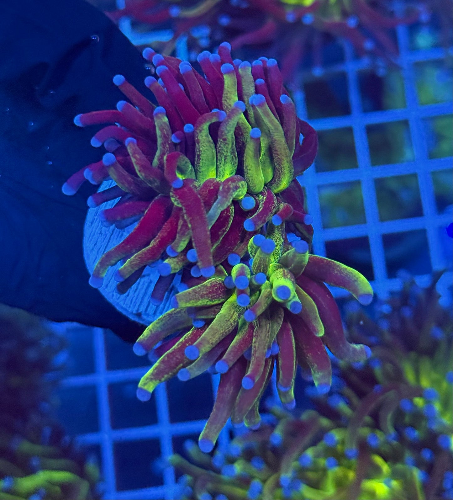 (WYSIWYG) Glitter Torch A1 (2 Heads)