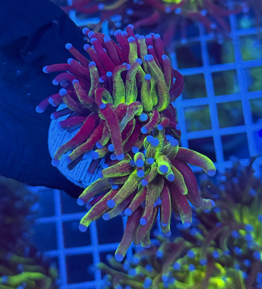 (WYSIWYG) Glitter Torch A1 (2 Heads)