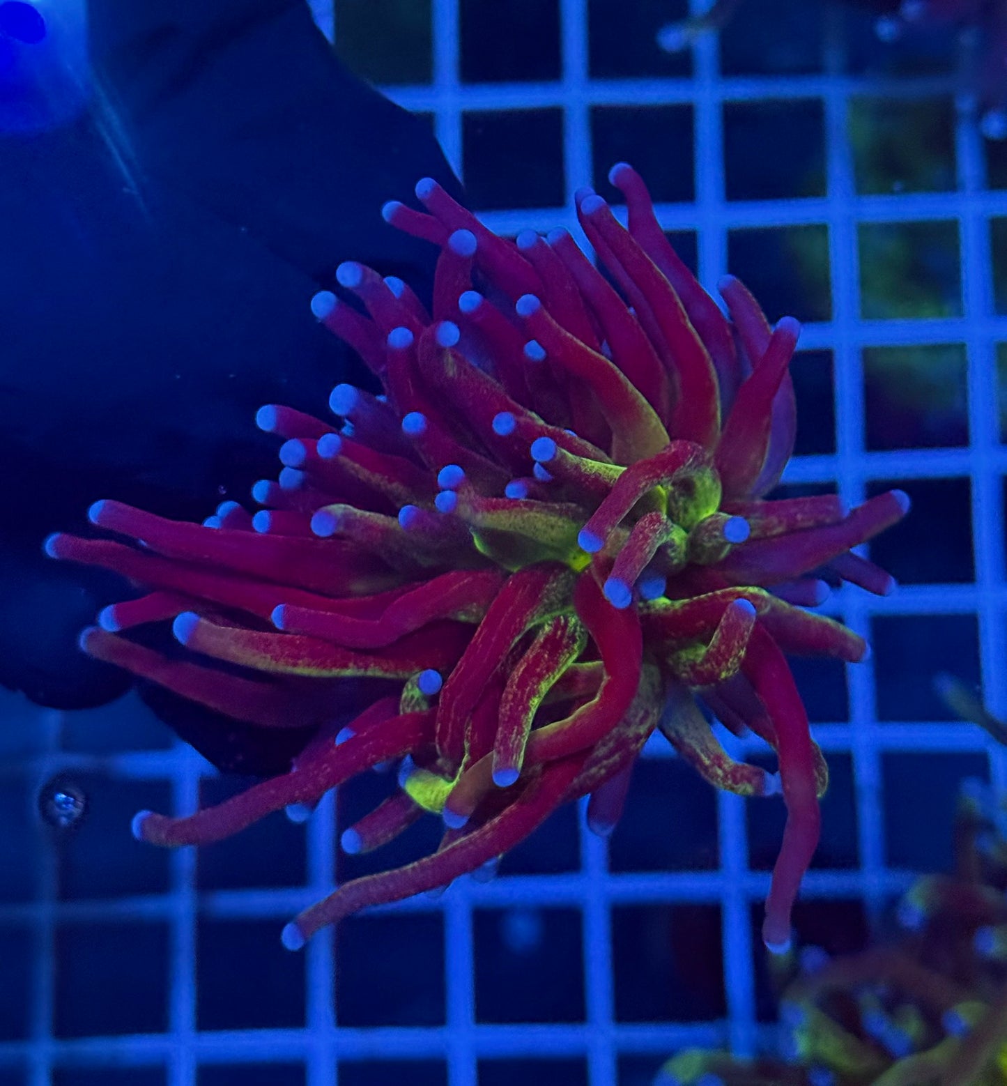 (WYSIWYG) Glitter Torch D1 (XL)