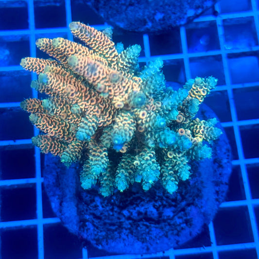 (WYSIWYG) Acropora Colony B6
