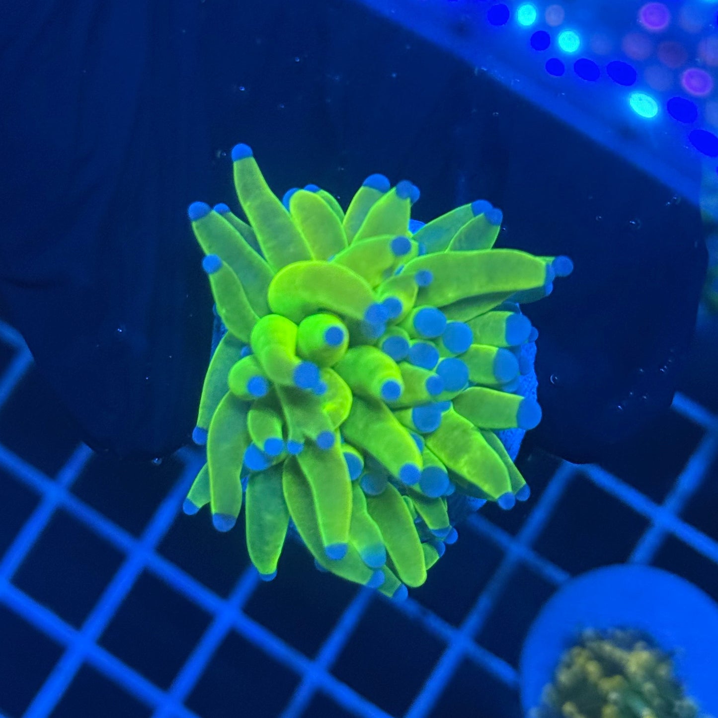 (WYSIWYG) Holy Grail Torch A1