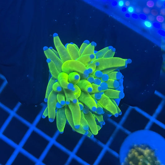 (WYSIWYG) Holy Grail Torch A1