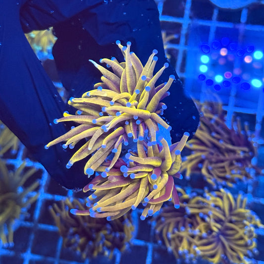 (Almost WYSIWYG) 24K Gold Torch