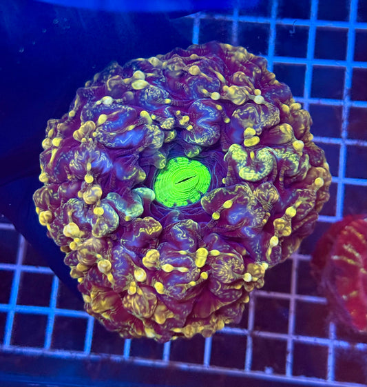 (WYSIWYG) Virus Cynarina