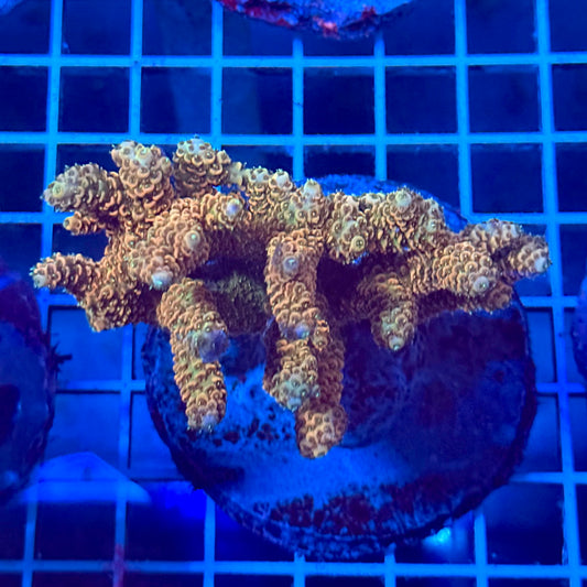 (WYSIWYG) Acropora Colony T2C8