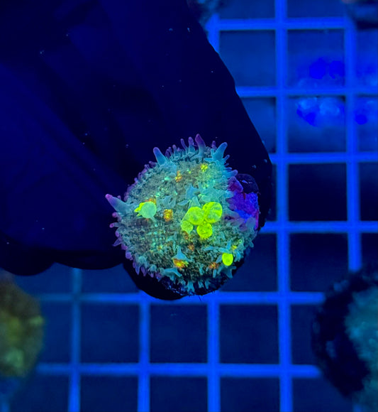 Bounce Mushroom R1T2A1 (WYSIWYG)