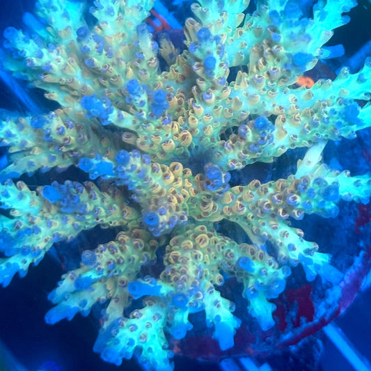 (WYSIWYG) Acropora Colony G3